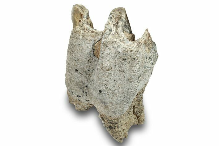 Fossil Woolly Rhino (Coelodonta) Tooth - Siberia #253967